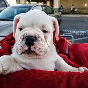 Meet your Posher, Leslie